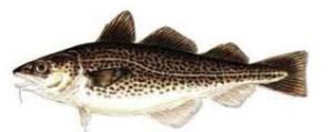 Atlantic Cod