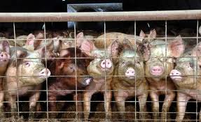 Let's not forget the lifetime suffering of billions of animals in factory farms so that we may eat their flesh. 