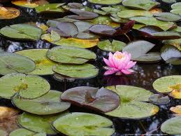 Lily pond