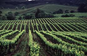 Sonoma County, California---one of the most beautiful places on Earth.