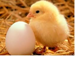 Which came first? The chicken or the egg?