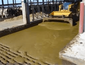 Semi-liquid fecal waste on a dairy farm in the USA.
