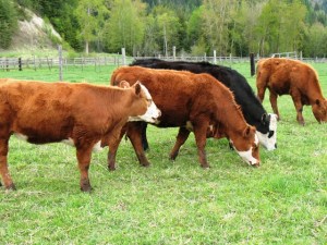 Grass fed beef---NOT a health food.