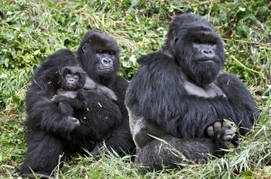 Gorillas, whose DNA is almost identical to humans, eat nothing but raw plants.