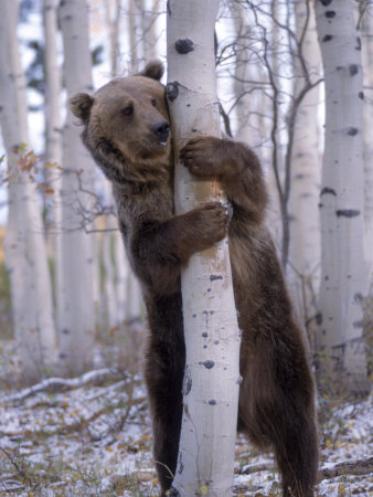 "Omnivore like us?" Right. Except they are equipped to kill and eat everything raw, whether it be fish or mammal.